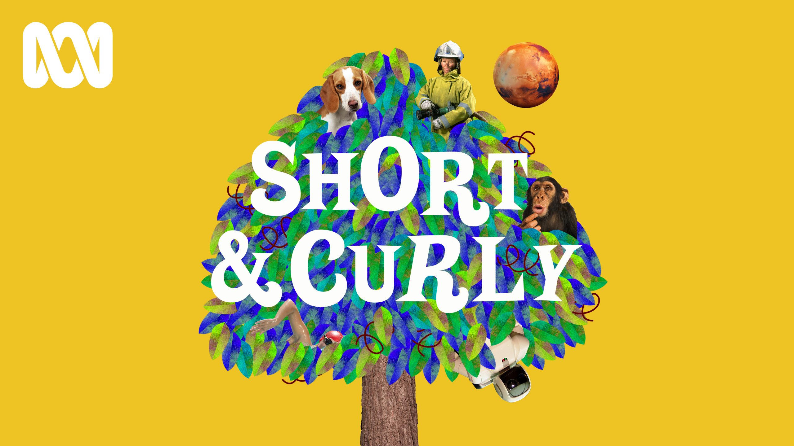 Tile for Short & Curly, an ABC podcast
