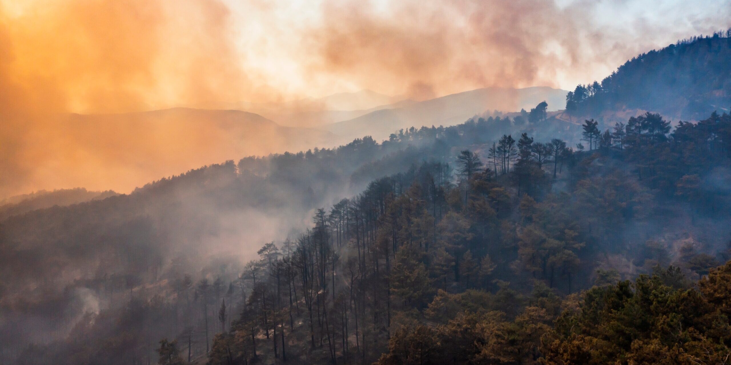 Forest fire